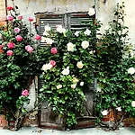 Teresa Al Belvedere Rooms&holidayapartments Camere&appartamenti *
