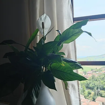 דירה Teresa Al Belvedere Rooms&holidayapartments Camere&appartamenti